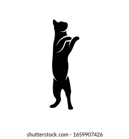 Silhouette cat vector illustration design with black and white colour