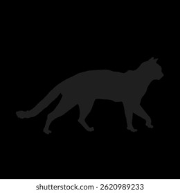 silhueta de um gato andando sem fundo