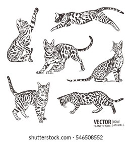 Silhouette cats pattern background. Cat movement in many positions. Vector illustration.