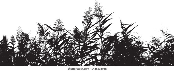 Silhouette of a cattail grass. Bamboo. Grass near the lake. Group of plants. Close-up. Isolated vector illustration. Black on white.