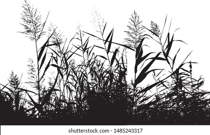 Silhouette of a cattail grass. Blooming reeds. Lake grass. Group of plants. Close-up. Isolated vector illustration. Black on white.