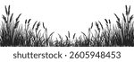 
Silhouette of cattails and reeds. Wild grass on the river bank. Swamp coastal plants.