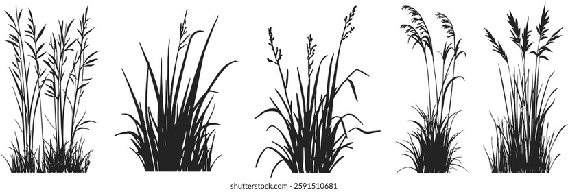 Silhouette of cattails and reeds. Wild grass on the river bank. Swamp coastal plants.