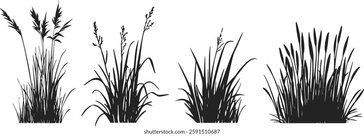 Silhouette of cattails and reeds. Wild grass on the river bank. Swamp coastal plants.