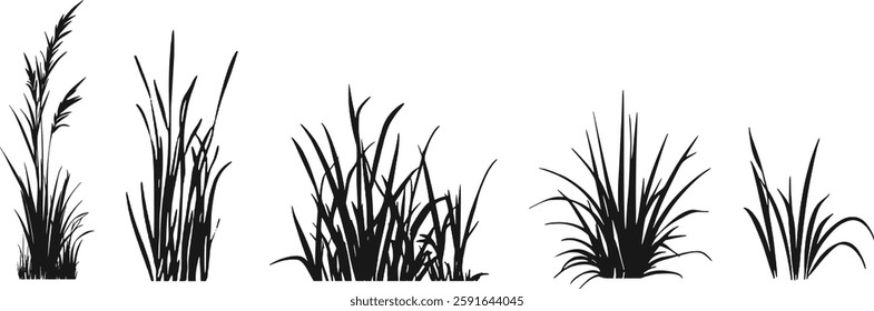 Silhouette of cattails and reeds. Wild grass on the river bank. Swamp coastal plants.