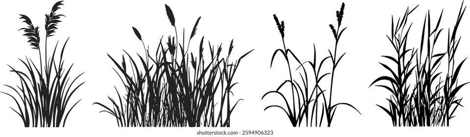 Silhouette of cattails and reeds. Wild grass on the river bank. Swamp coastal plants.