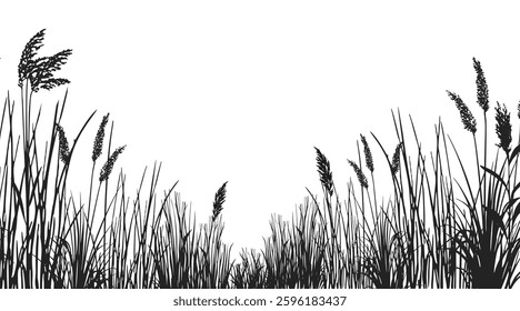 Silhouette of cattails and reeds. Wild grass on the river bank. Swamp coastal plants.