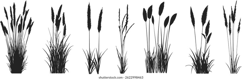 Silhouette of cattails and reeds. Wild grass on the river bank. Swamp coastal plants.