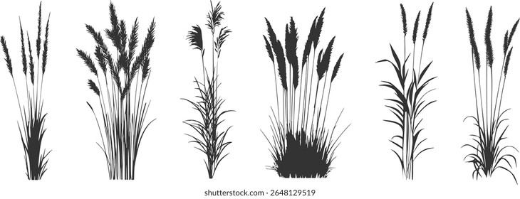 
Silhouette of cattails and reeds. Wild grass on the river bank. Swamp coastal plants.