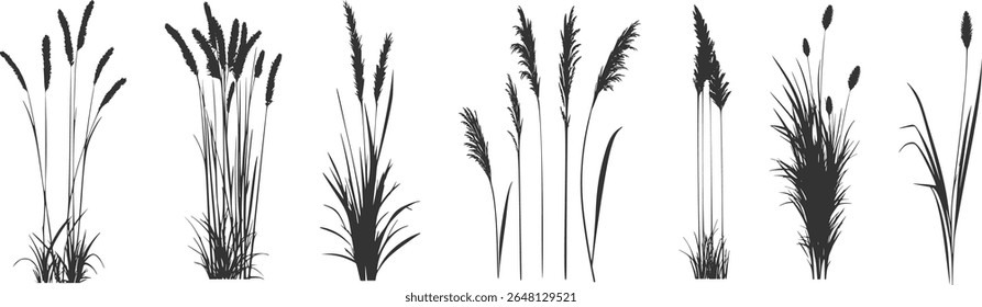 
Silhouette of cattails and reeds. Wild grass on the river bank. Swamp coastal plants.