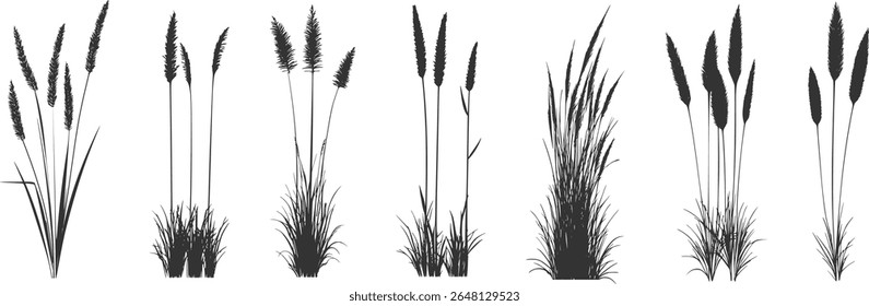 
Silhouette of cattails and reeds. Wild grass on the river bank. Swamp coastal plants.