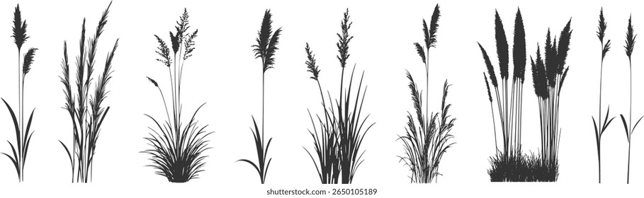 
Silhueta de juncos e juncos. Erva selvagem na margem do rio. Plantas costeiras do pântano.