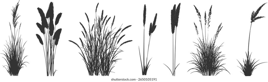 
Silhueta de juncos e juncos. Erva selvagem na margem do rio. Plantas costeiras do pântano.