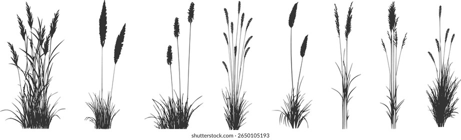 
Silhueta de juncos e juncos. Erva selvagem na margem do rio. Plantas costeiras do pântano.