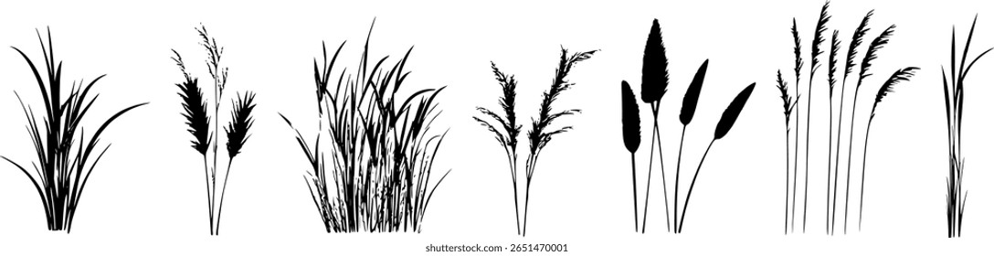 
Silhueta de juncos e juncos. Erva selvagem na margem do rio. Plantas costeiras do pântano.