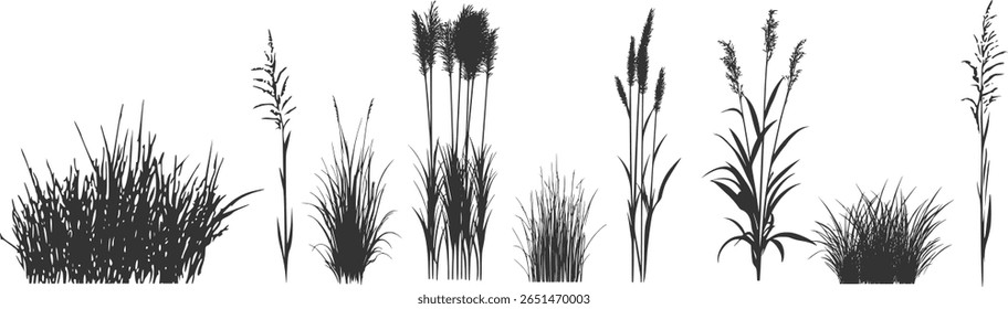 
Silhueta de juncos e juncos. Erva selvagem na margem do rio. Plantas costeiras do pântano.