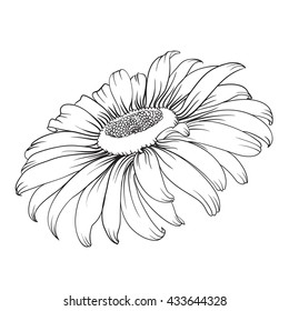 Silhouette of chamomile.