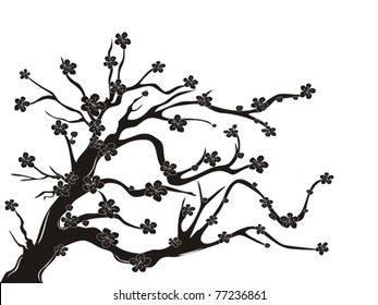 the silhouette of cherry blossom tree on white background