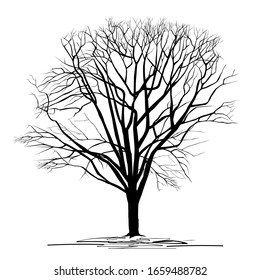 Silueta de un castaño (Castanea L.) con hojas caídas, imagen vectorial negra sobre fondo blanco