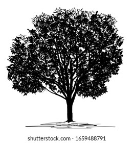 Silhouette of a chestnut (Castanea L.) tree with dense foliage, black vector image on a white background