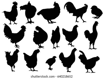 silhouette of chick, chicken, rooster, collection