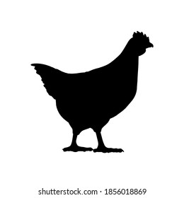 Silhouette chicken on white background