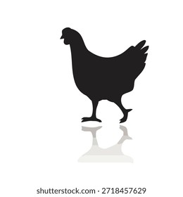 Silhouette of a chicken standing with reflection on a white background