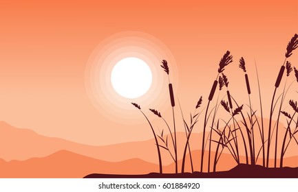 Silhouette of coarse grass with mountain background landsacpe