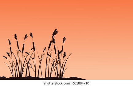 Silhouette of coarse grass on sunset landscape