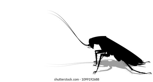 silhouette of cockroach on transparent background