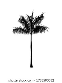 Silhouette von Kokosnuss-Baum einzeln auf weißem Hintergrund