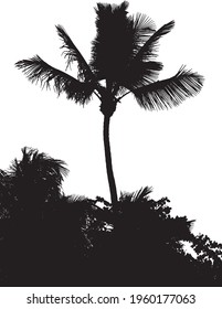 silhouette of a coconut tree on white background