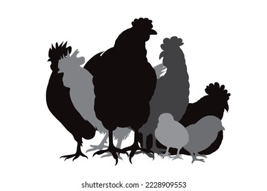 Silhouette of collection of hens on white background. Symbol of farm and poultry.