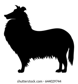 silhouette of collie