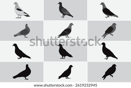 Silhouette and Colored Pigeon Illustrations Set  Minimalist Bird Clipart Collection for Nature, Wildlife, and Urban Animal Designs