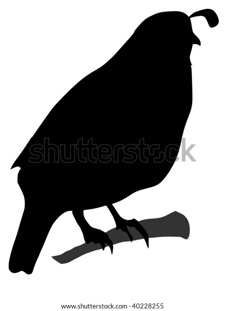 Silhouette Common Quail Stock Vector (Royalty Free) 40228255 | Shutterstock