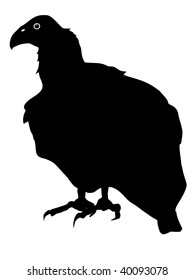 silhouette of condor