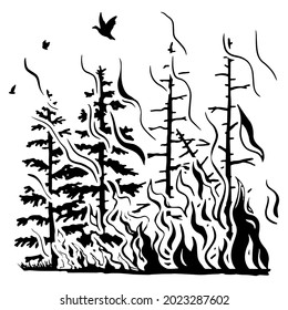Silhouette coniferous forest in