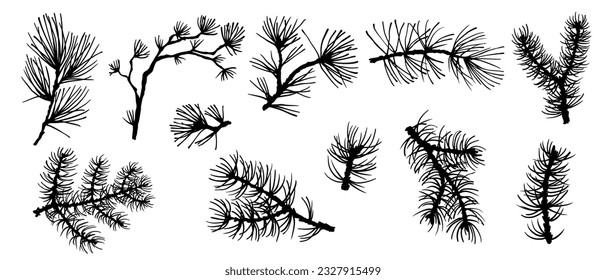 Silhouette of coniferous spruce, pine, arborvitae. Elements of Christmas and New Year's decor. Vector graphics.