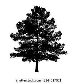 Silhouette of coniferous tree or fir tree on white background