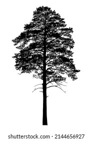 Silhouette of coniferous tree or fir tree on white background.