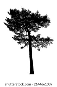 Silhouette of coniferous tree or fir tree on white background.