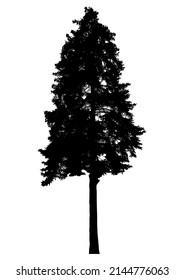 Silhouette of coniferous tree or fir tree on white background.