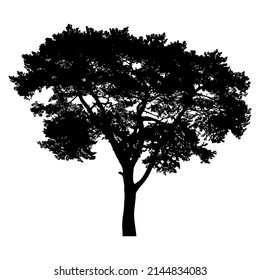 Silhouette of coniferous tree or fir tree on white background.
