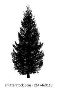 Silhouette of coniferous tree or fir tree on white background.
