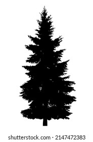 Silhouette of coniferous tree or fir tree on white background.