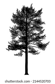 Silhouette of coniferous tree or pine tree on white background