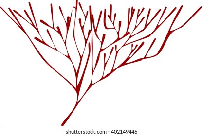 silhouette of coral