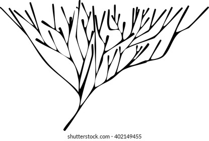 silhouette of coral