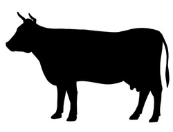 Silhouette Of A Cow. Cattle. Circuit. Farm. Bull. Black And White Drawing By Hand.